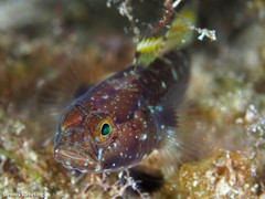 Vanneaugobius canariensis