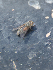 Hybomitra bimaculata