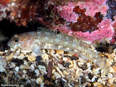 Vanneaugobius canariensis