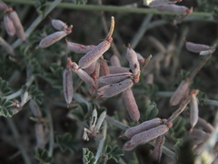 Indigofera intricata