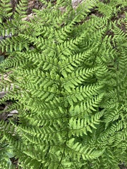 Dryopteris dilatata