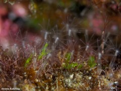 Canarya canariensis