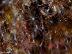 Canarya canariensis