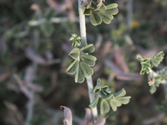 Indigofera intricata