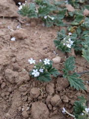 Glandularia quadrangulata