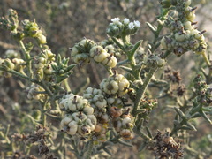 Heliotropium kotschyi