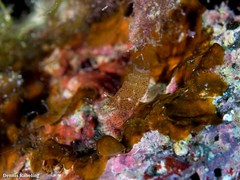 Periclimenes scriptus