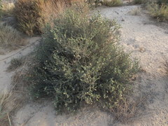 Heliotropium kotschyi