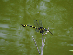 Ictinogomphus pertinax