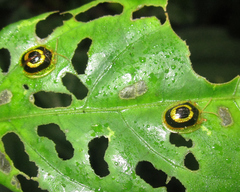 Charidotis cincticulus