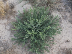 Heliotropium kotschyi