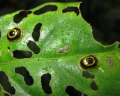 Charidotis cincticulus