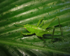 Subria