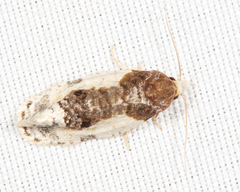 Henricus edwardsiana