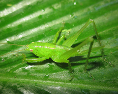 Subria