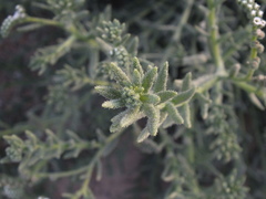 Heliotropium kotschyi