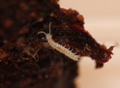 Symphyla