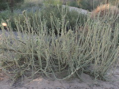 Cornulaca monacantha