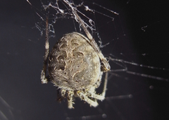 Neoscona nautica