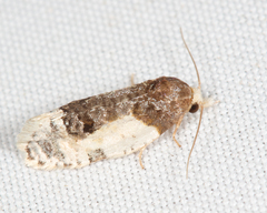 Henricus edwardsiana