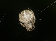 Neoscona nautica