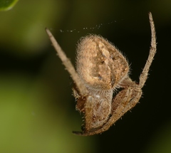 Neoscona nautica