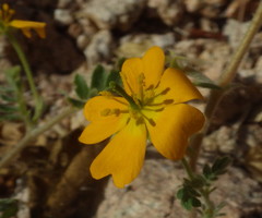 Kallstroemia peninsularis