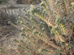 Arnebia hispidissima