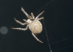 Neoscona nautica