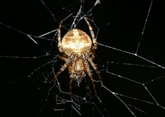 Neoscona nautica