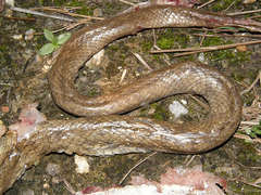 Coluber constrictor etheridgei