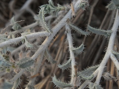 Arnebia hispidissima