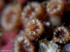 Polycyathus muellerae