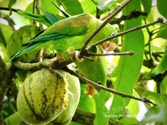 Brotogeris jugularis