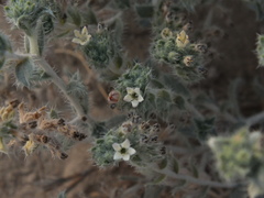 Arnebia hispidissima