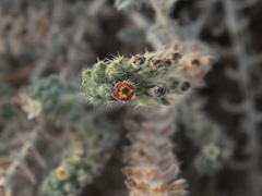 Arnebia hispidissima