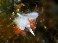 Flabellina dushia