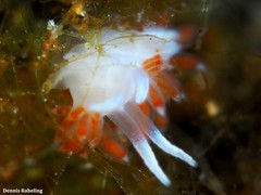 Flabellina dushia