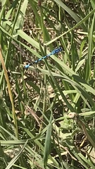 Enallagma cyathigerum