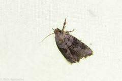 Acrolophus piger