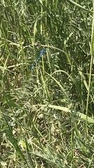 Enallagma cyathigerum