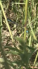 Enallagma cyathigerum