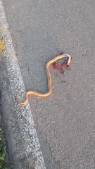 Dolichophis schmidti