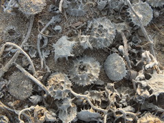 Neurada procumbens
