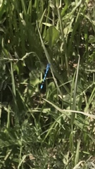 Enallagma cyathigerum