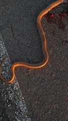 Dolichophis schmidti