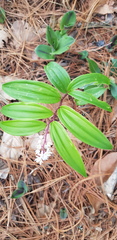 Maianthemum scilloideum