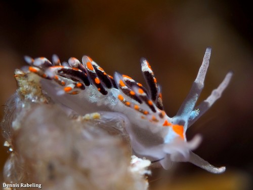 Representative image of Cuthona thompsoni