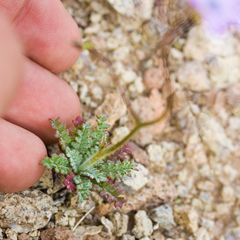 Gilia cana