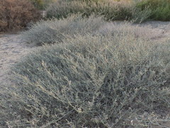 Indigofera intricata